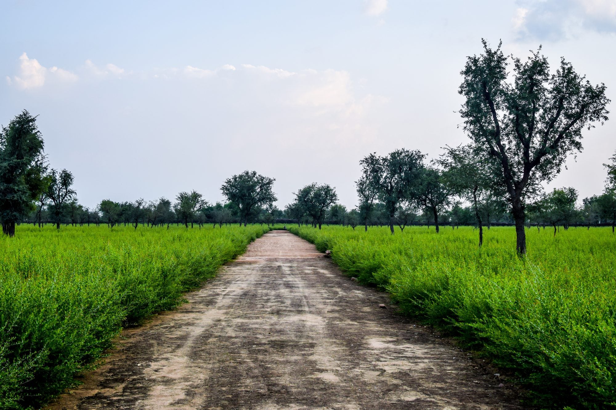 Henna fields in Sojat, Rajasthan